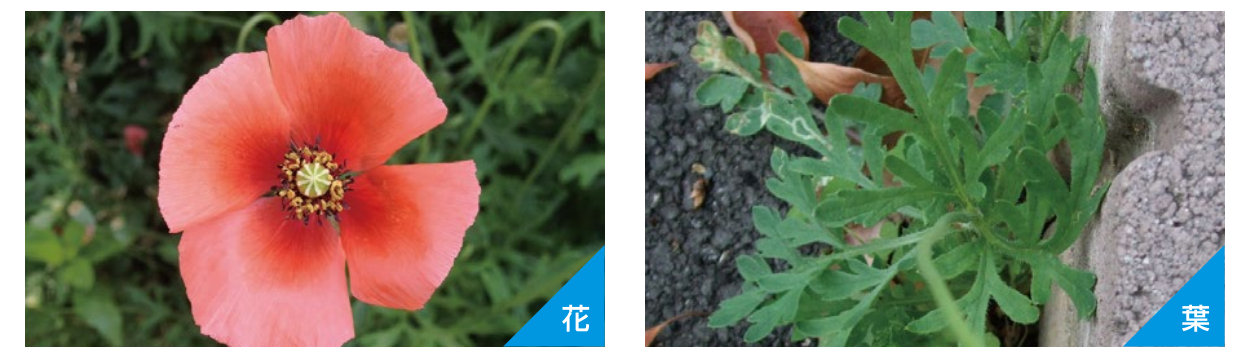 ナガミヒナゲシ 厚生労働省「大麻・けしの見分け方」より