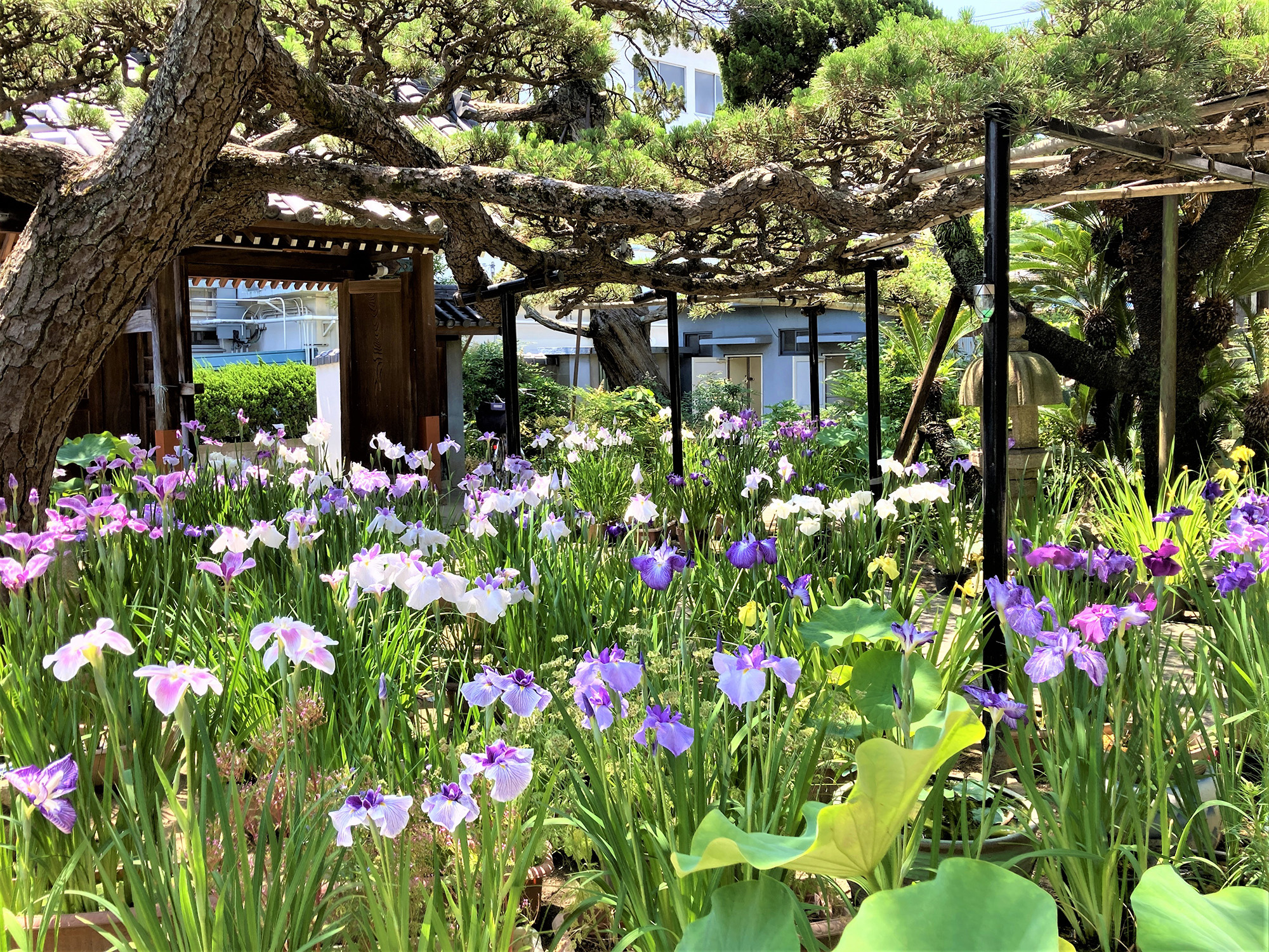不断寺の花菖蒲